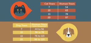 Estimated human age equivalents for older pets