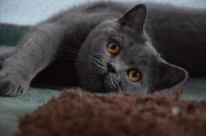 Senior Pets - British Shorthair Cat