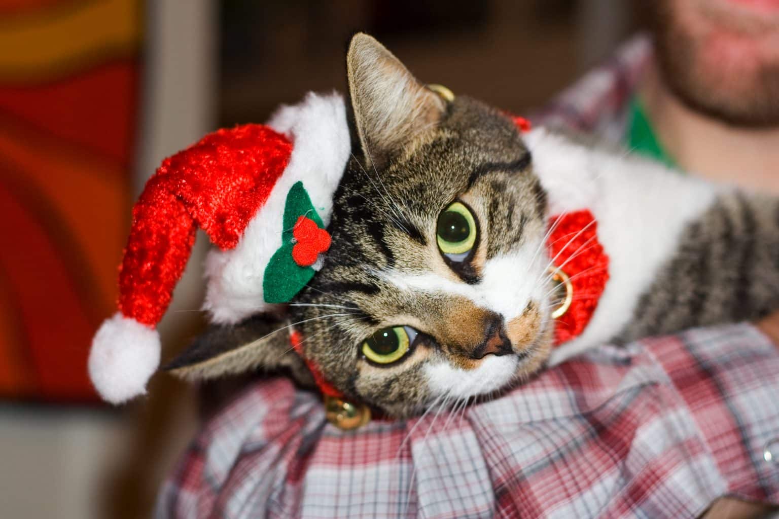 Cat in santa hat