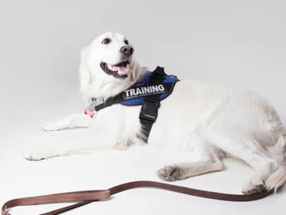 Service Animals – Are Fake Certifications Harming Others?