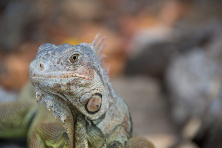 Iguana | Grand Valley Animal Hospital