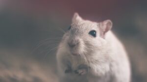White mouse exhibiting signs of pain