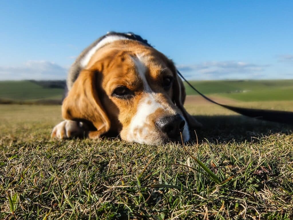 Beagle laying down because of pain