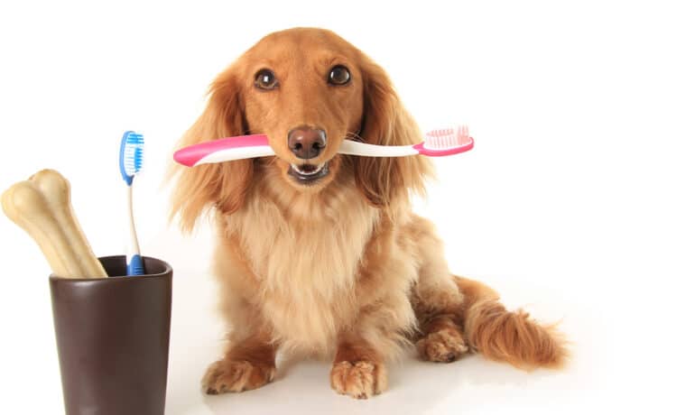 Small dog holding a tooth brush.