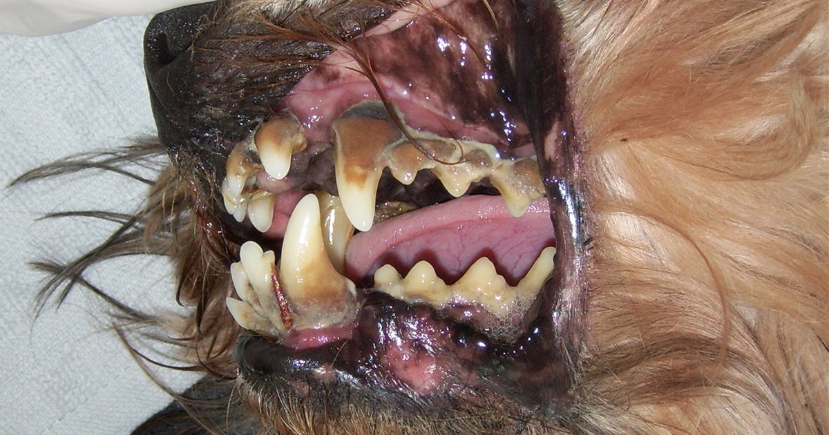 Periodontal disease in a dog.
