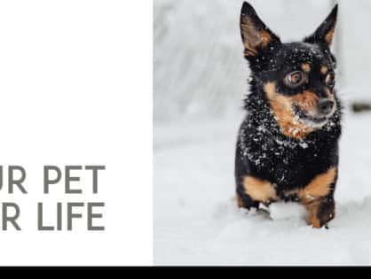 Keeping your Pet Healthy for Life