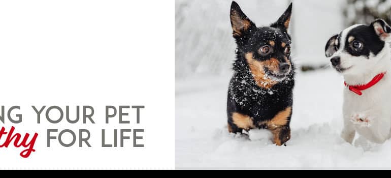 Two small dogs playing in the snow with the words “keeping your pet healthy for life”.