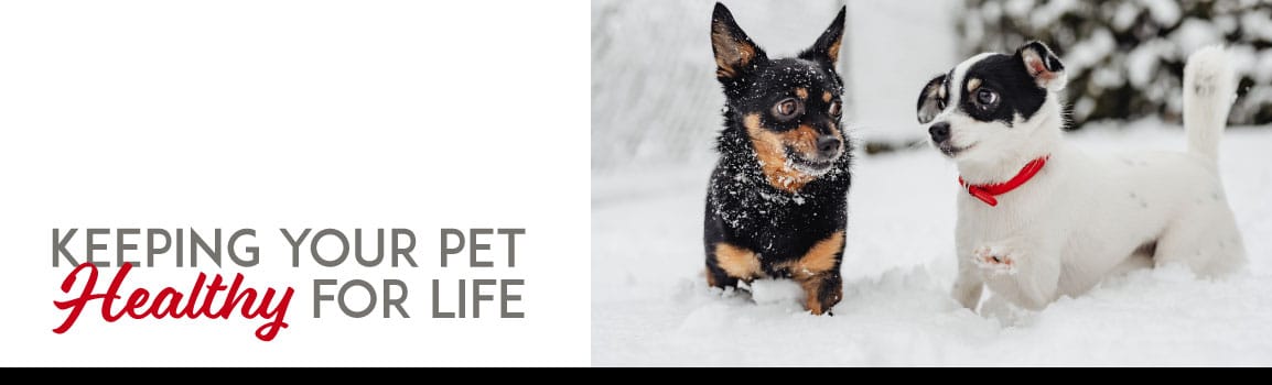 Two small dogs playing in the snow with the words “keeping your pet healthy for life”.