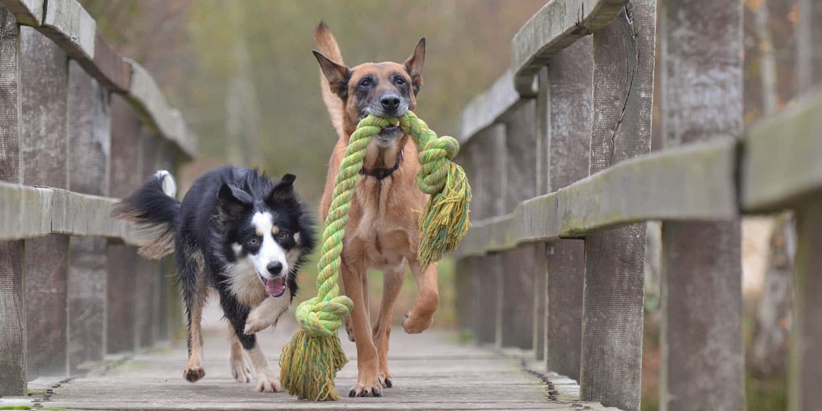 A Mallinois and a border collie run on a bridge with a giant green rope toy.