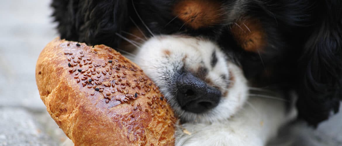 Dog eating bread