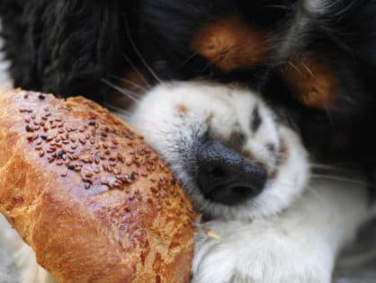 Grain-Free Diets for Pets: Helpful or Harmful?