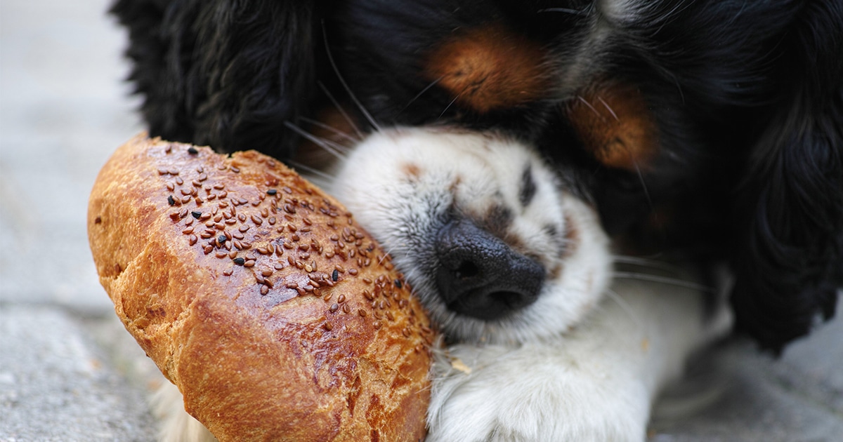Grain-Free Diets for Pets: Helpful or Harmful?