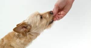 Dog being fed a treat from a human hand