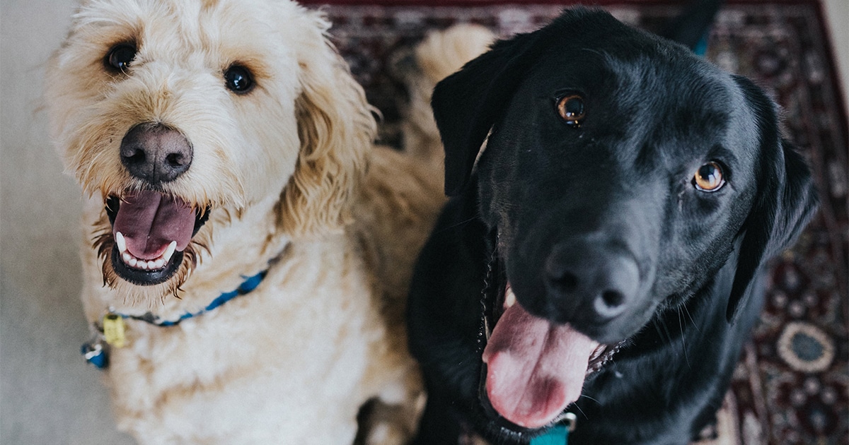 A Goldendoodle and black lab stare up happily at the camera
