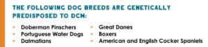 The following dog breeds are genetically predisposed to DCM: Doberman Pinschers, Portuguese Water Dogs, Dalmatians, Great Danes, Boxers, American and English Cocker Spaniels