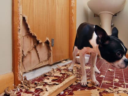 Don’t Panic - Examining Pet Separation Anxiety