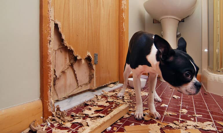 Ashamed Boston Terrier puppy standing next to a chewed-up door