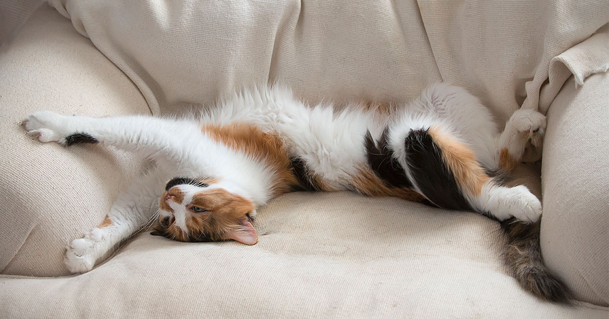 Cat Stretching