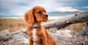 Young red Cocker Spaniel sitting outside in field near mountains and a lake