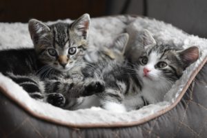 Three kittens relaxing together in a fluffy pet bed