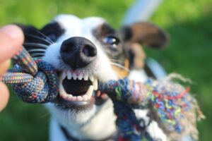 Closeup of terrier with clean teeth pulling on a multi-colored rope toy