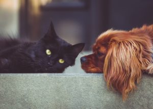 Black cat and red English Cocker Spaniel relaxing together on concrete step