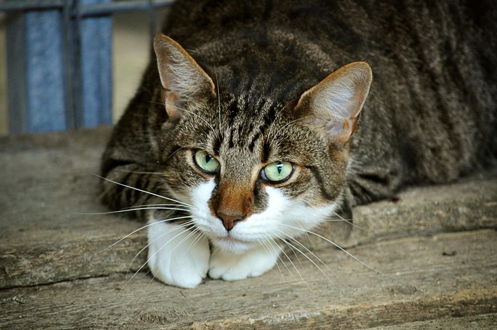 Brown striped cat relaxing with head on its white dipped paws