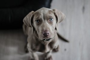 Weimaraner puppy sits on floor looking up at camera