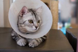 Relaxed cat with plastic cone on its head
