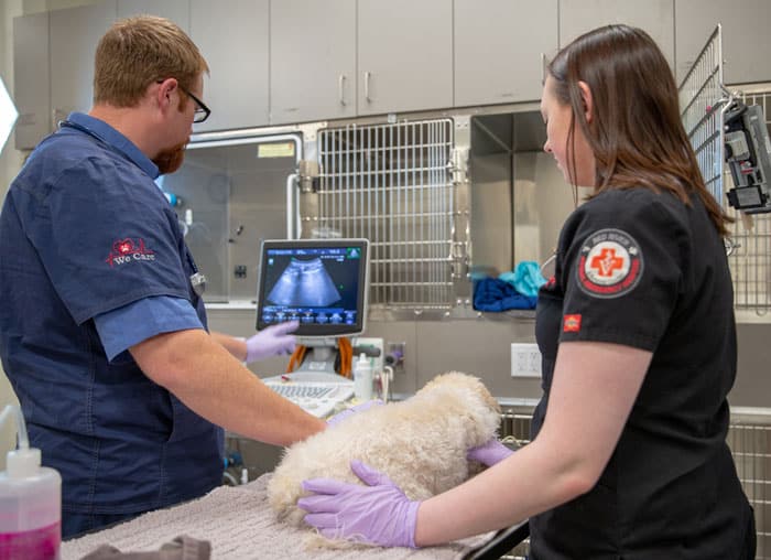 Vet and assistant performing an exam on a small dog.