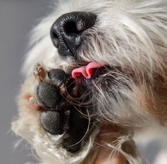 Dog licking paw.
