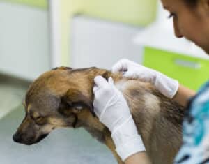 Veterinarian examining skin on dog’s neck.