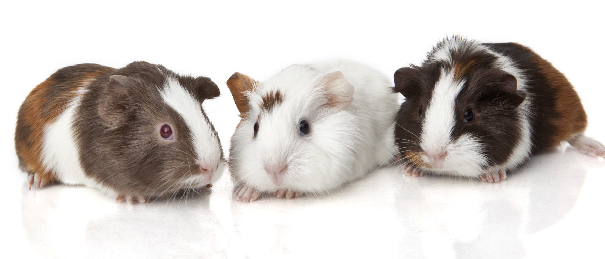 What Are Pocket Pets?