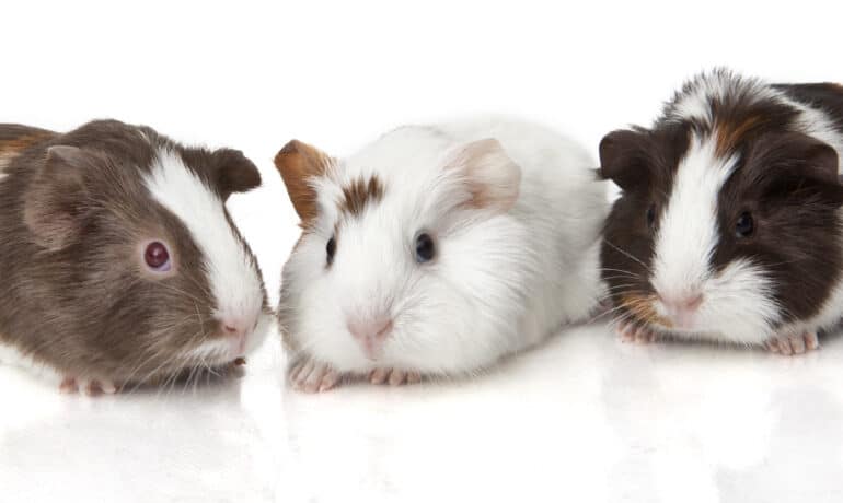 Three guinea pigs on white background.