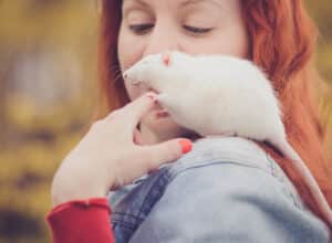 Pet white rat sits on female owner’s shoulder.