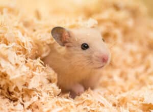 Tan hamster in bedding.