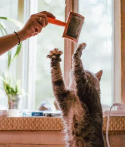 Cat reaching for brush as owner holds it overhead.