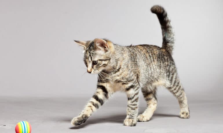 Kitten playing with ball.