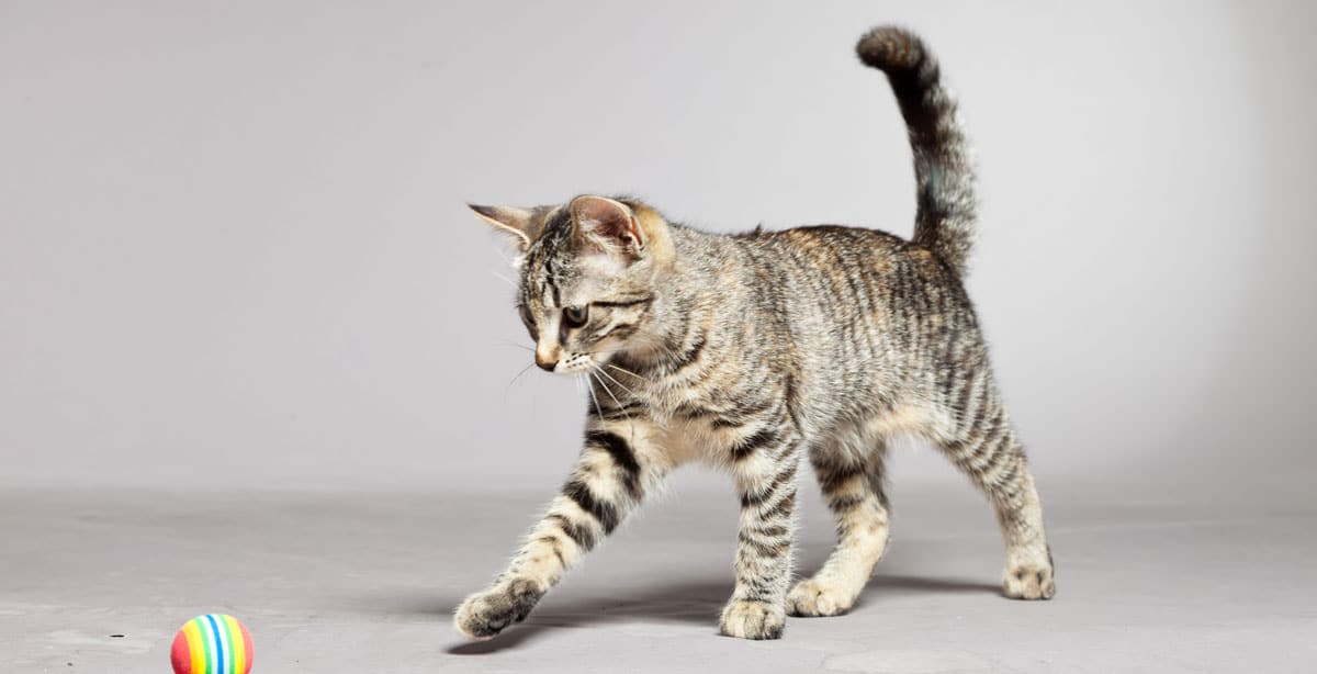 5 Fun Ways to Keep Your Cat Fit