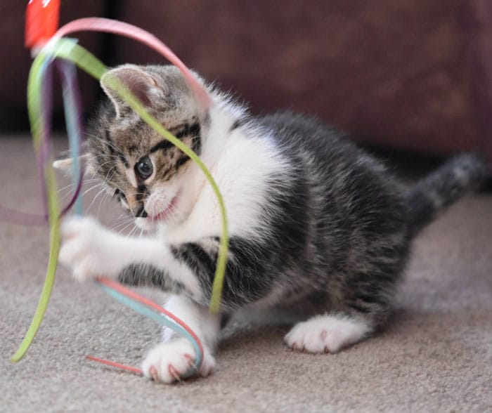 Kitten playing with ribbon.