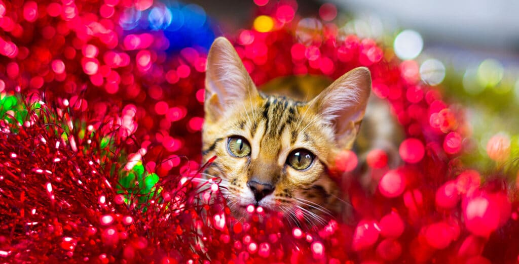 A housecat peeking out of a pile of red Christmas tinsel