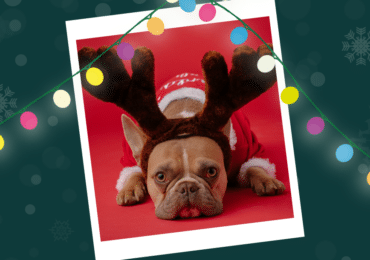 A snapshot of a French bulldog with light brown fur wearing reindeer antlers and a Santa outfit.