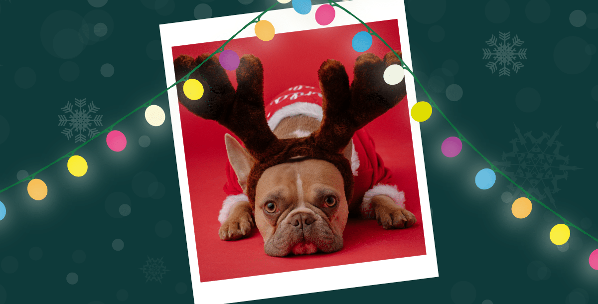 A snapshot of a French bulldog with light brown fur wearing reindeer antlers and a Santa outfit.