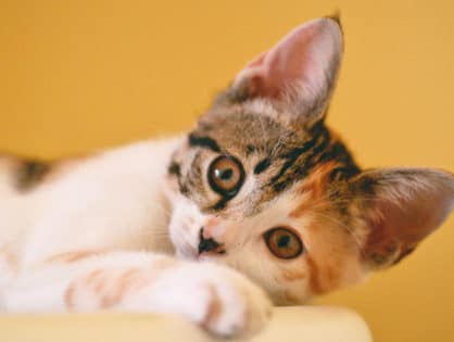Feline Wellness Protocol: Cat Vaccinations and Schedule