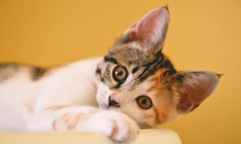 Calico kitten laying on white bed with yellow background.