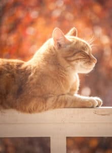 Tabby cat sits outside on wooden fence with eyes closed.