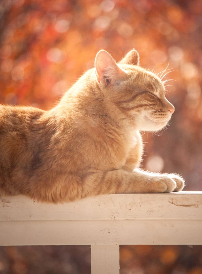 Tabby cat sits outside on wooden fence with eyes closed.