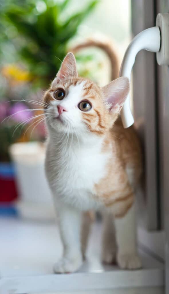 Kitten standing on white counter looking up.