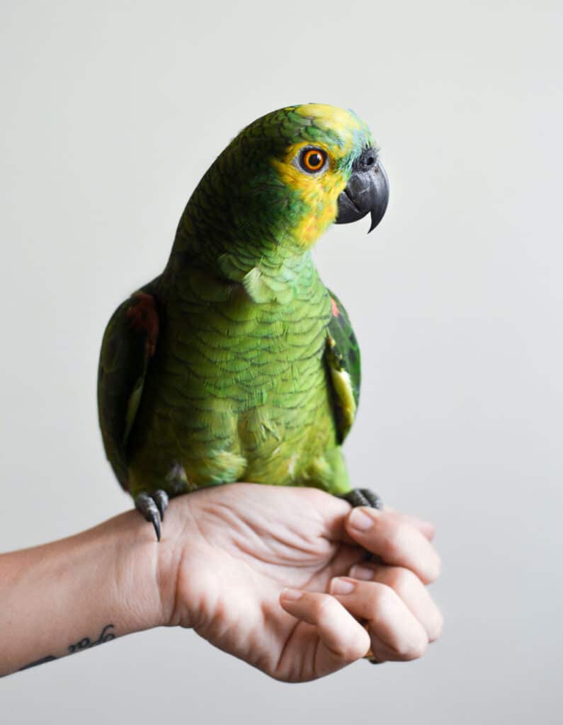 Green and yellow parakeet sits on persons hand.