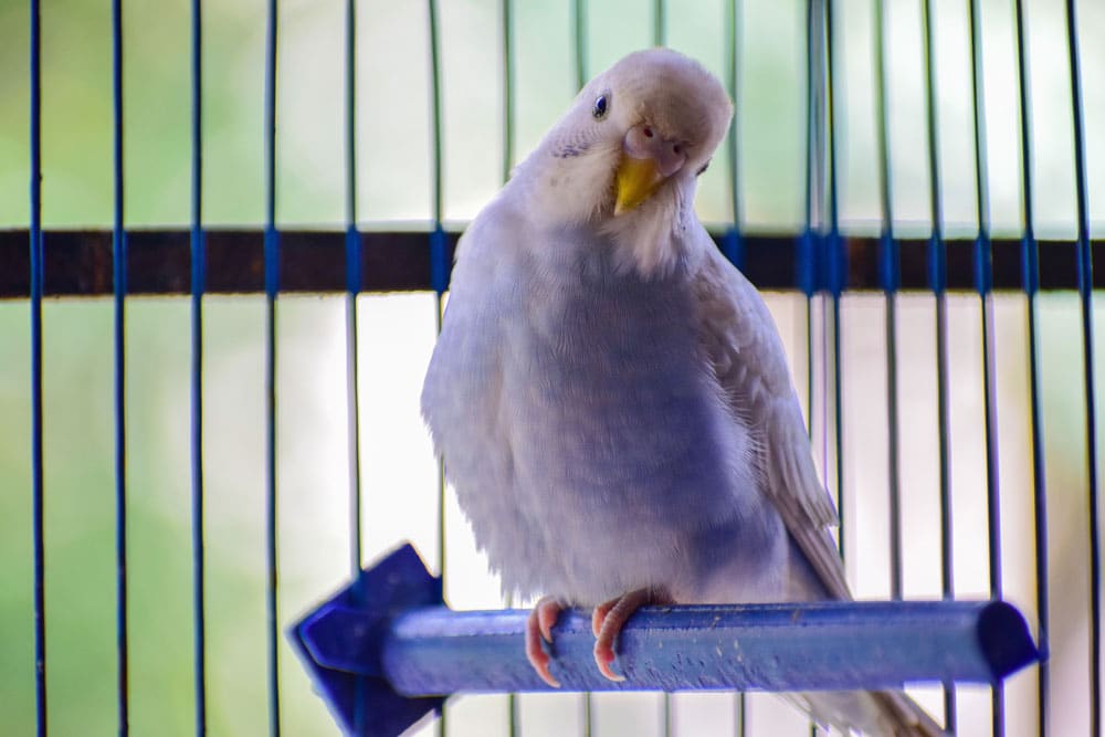 Pet bird sits on perch in cage.